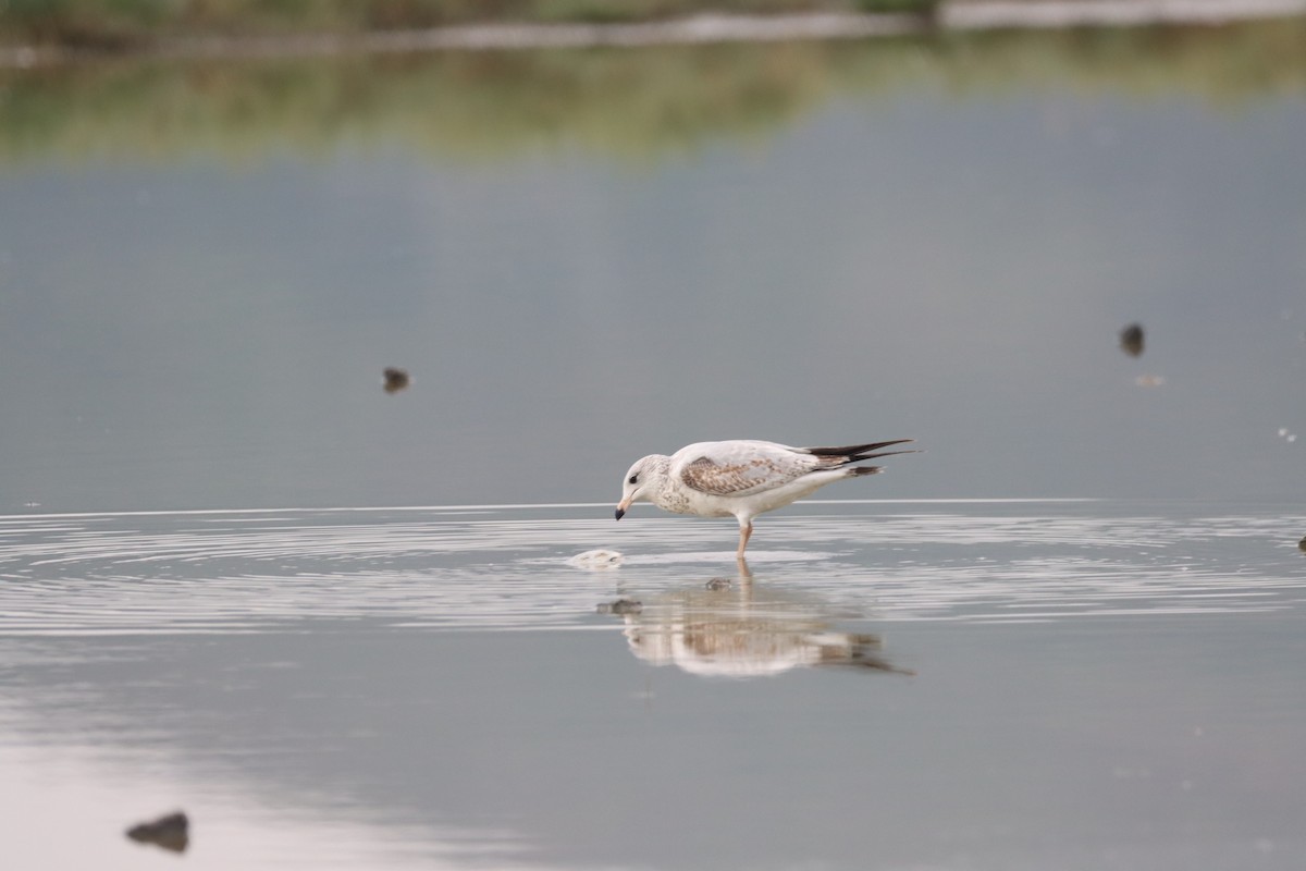 Ring-billed Gull - Juan Gonzalez