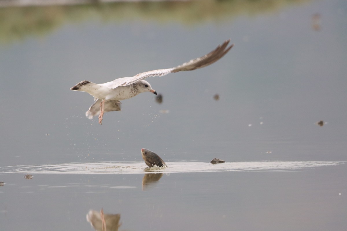 Ring-billed Gull - Juan Gonzalez