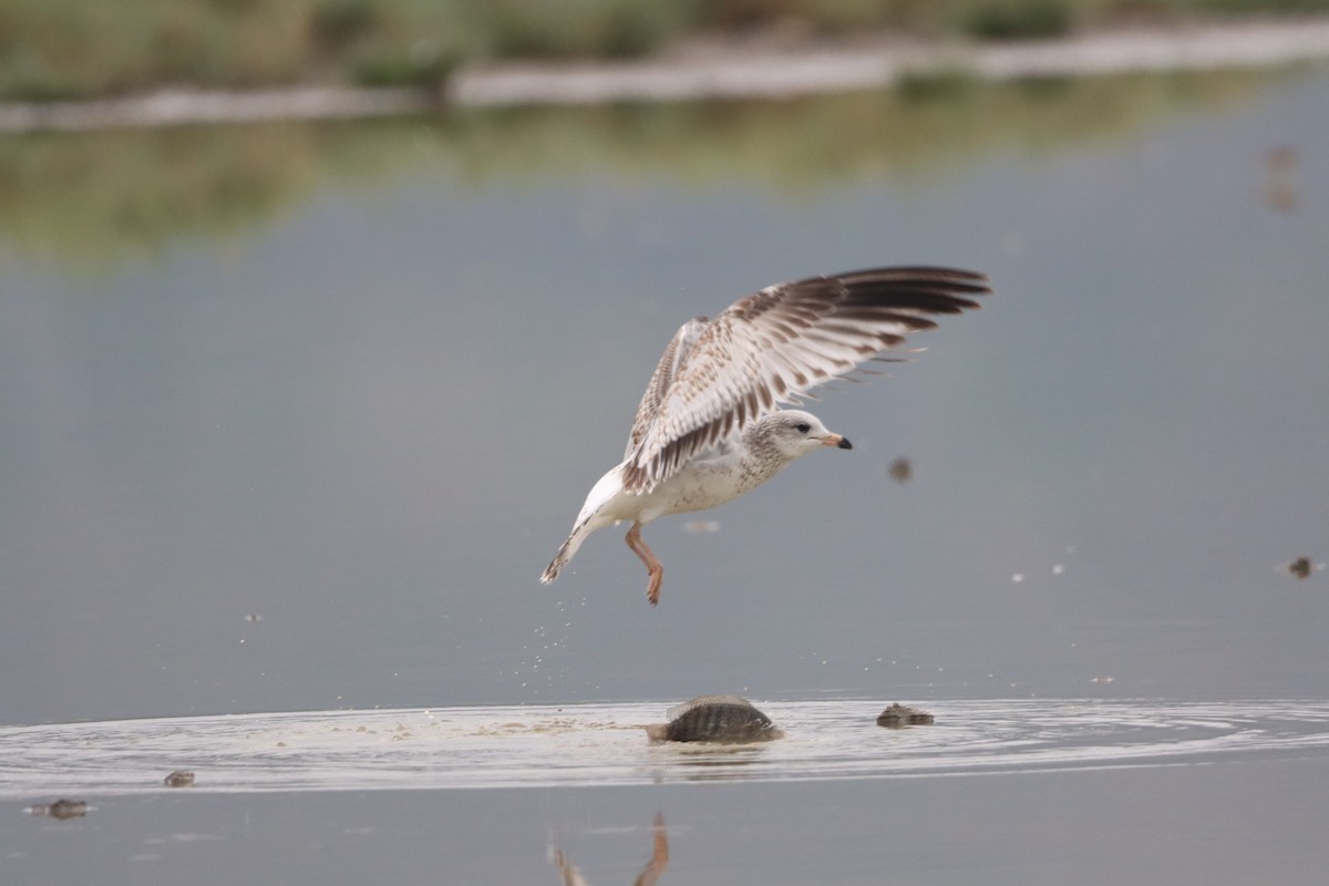 Ring-billed Gull - ML612365965