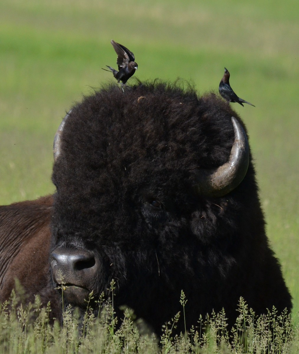 Brown-headed Cowbird - ML612365967