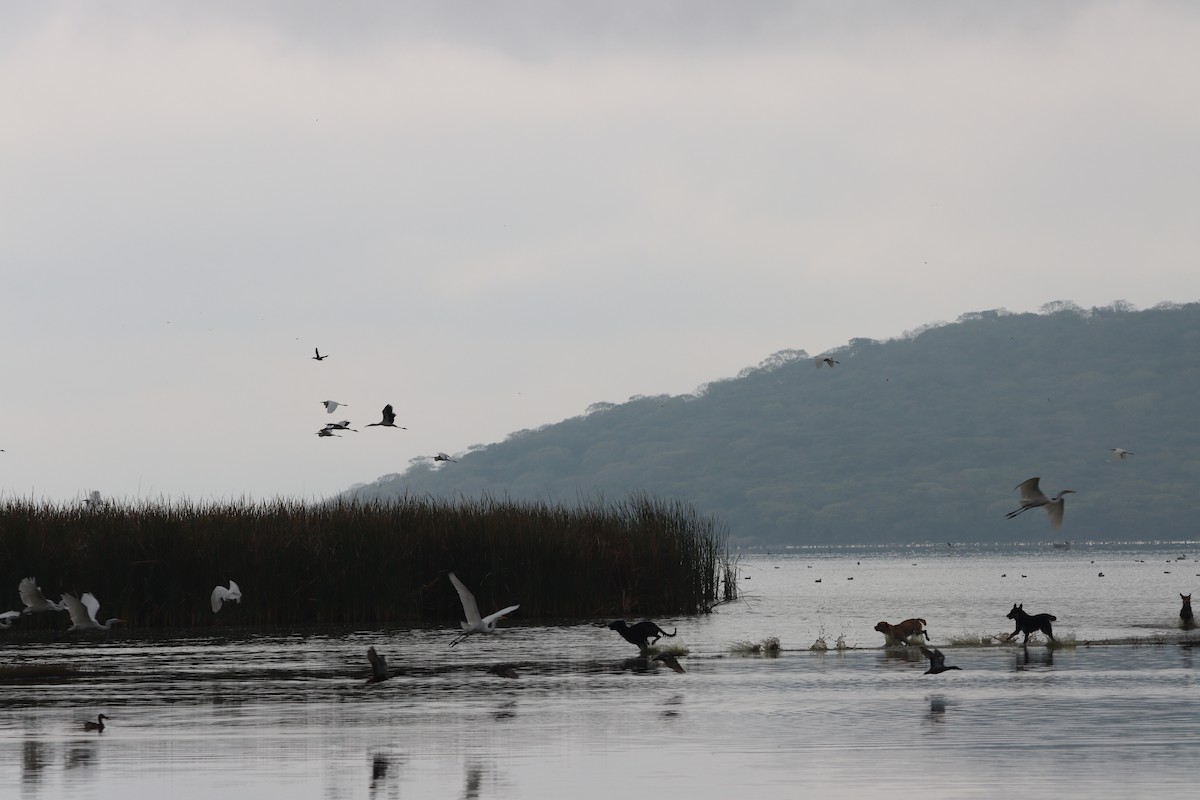 Wood Stork - Juan Gonzalez