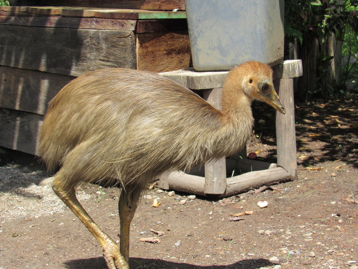 Northern Cassowary - ML612366108