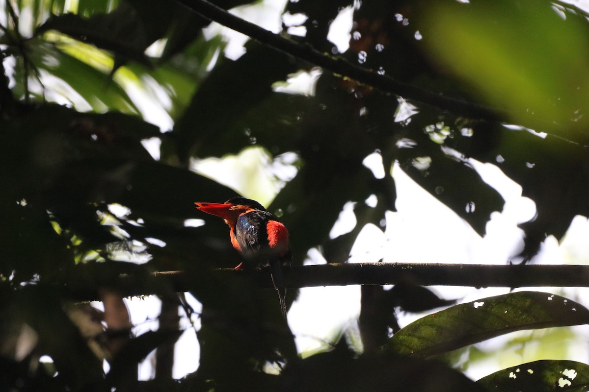 Red-breasted Paradise-Kingfisher - Will Boucher