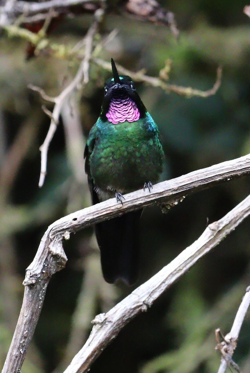 kolibřík turmalinový - ML612366139