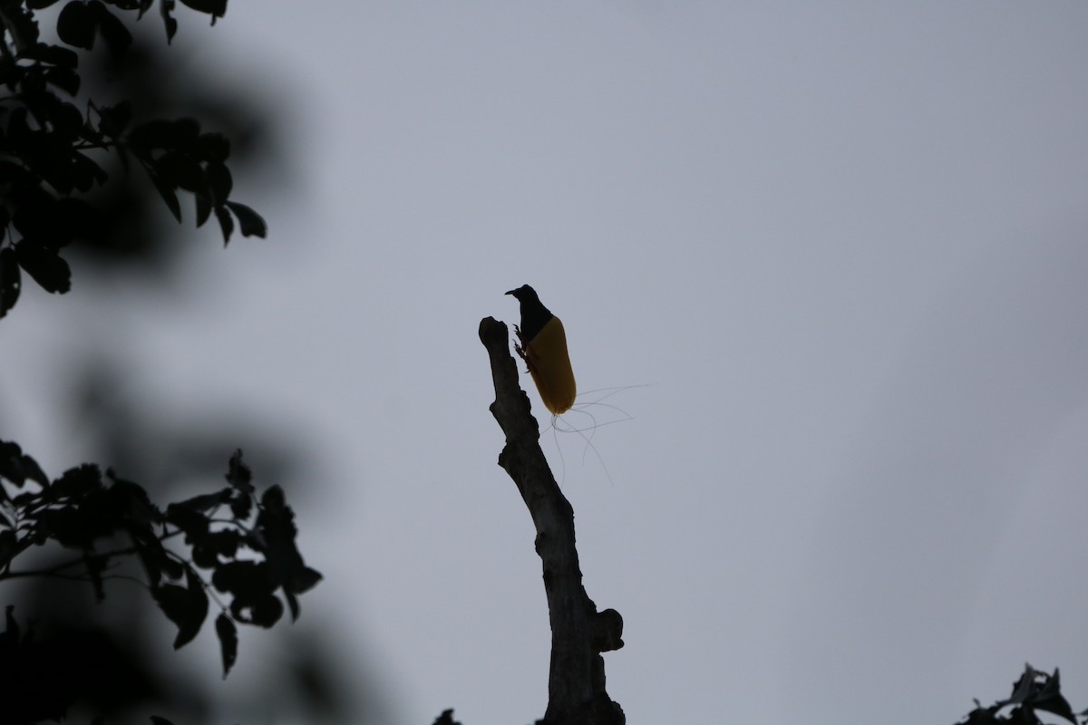 Twelve-wired Bird-of-Paradise - Will Boucher