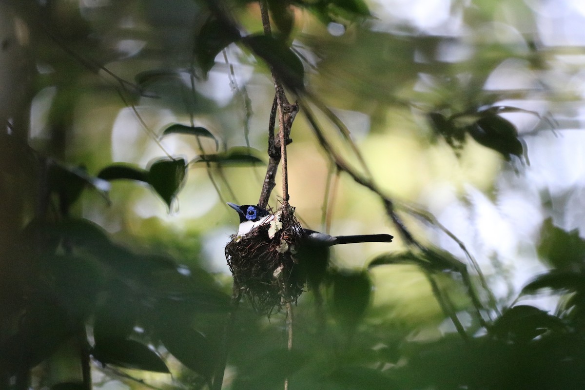 Frilled Monarch - ML612366156