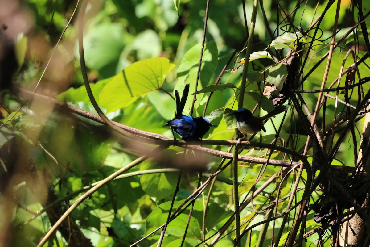 Emperor Fairywren - ML612366242