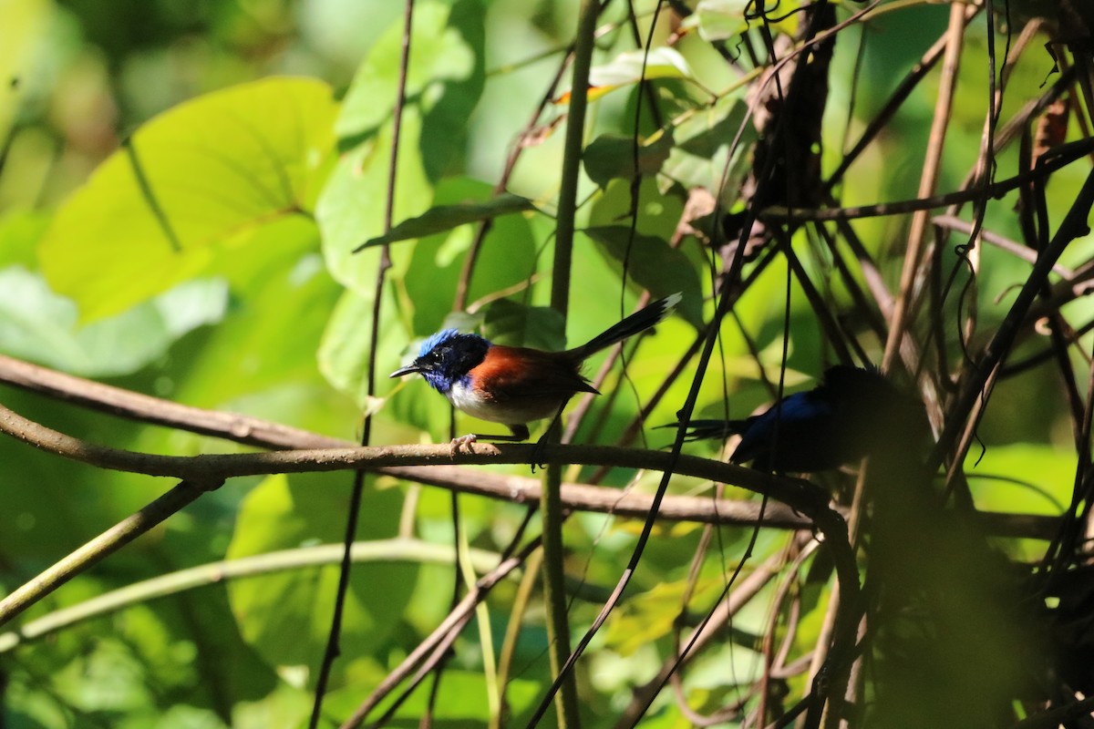 Emperor Fairywren - ML612366243