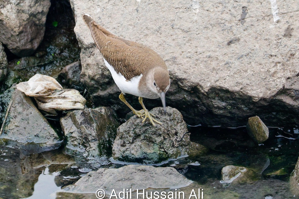 Common Sandpiper - ML612366268