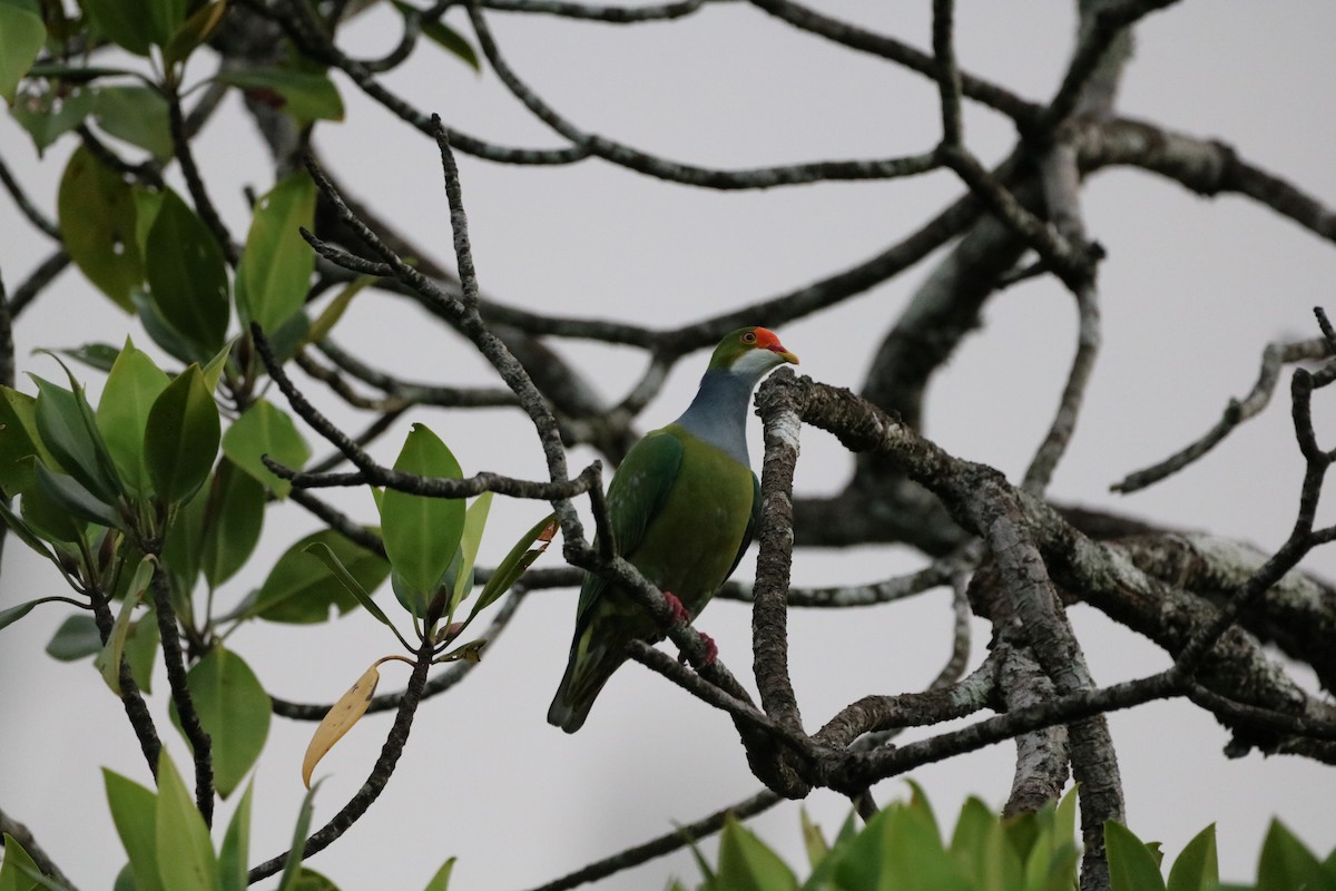 Orange-fronted Fruit-Dove - Will Boucher