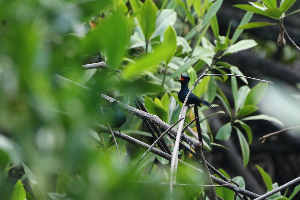 Shining Flycatcher - ML612366306