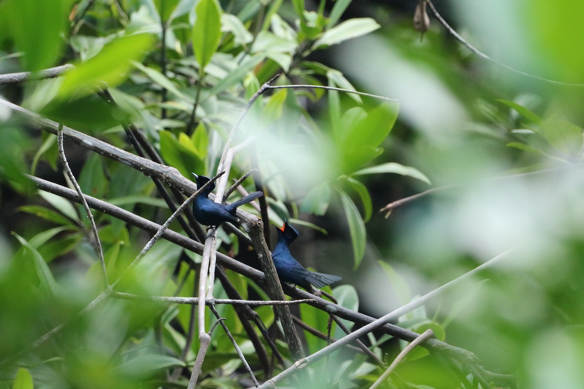 Shining Flycatcher - ML612366307