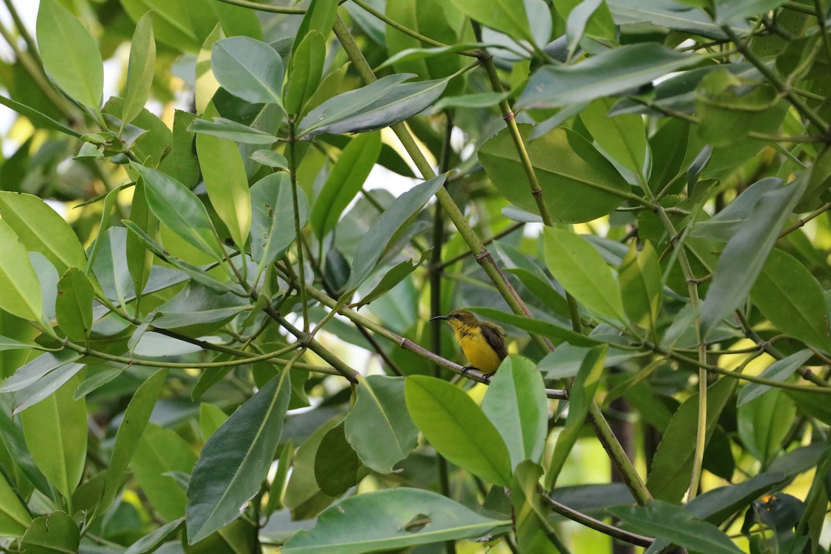 Sahul Sunbird - ML612366312