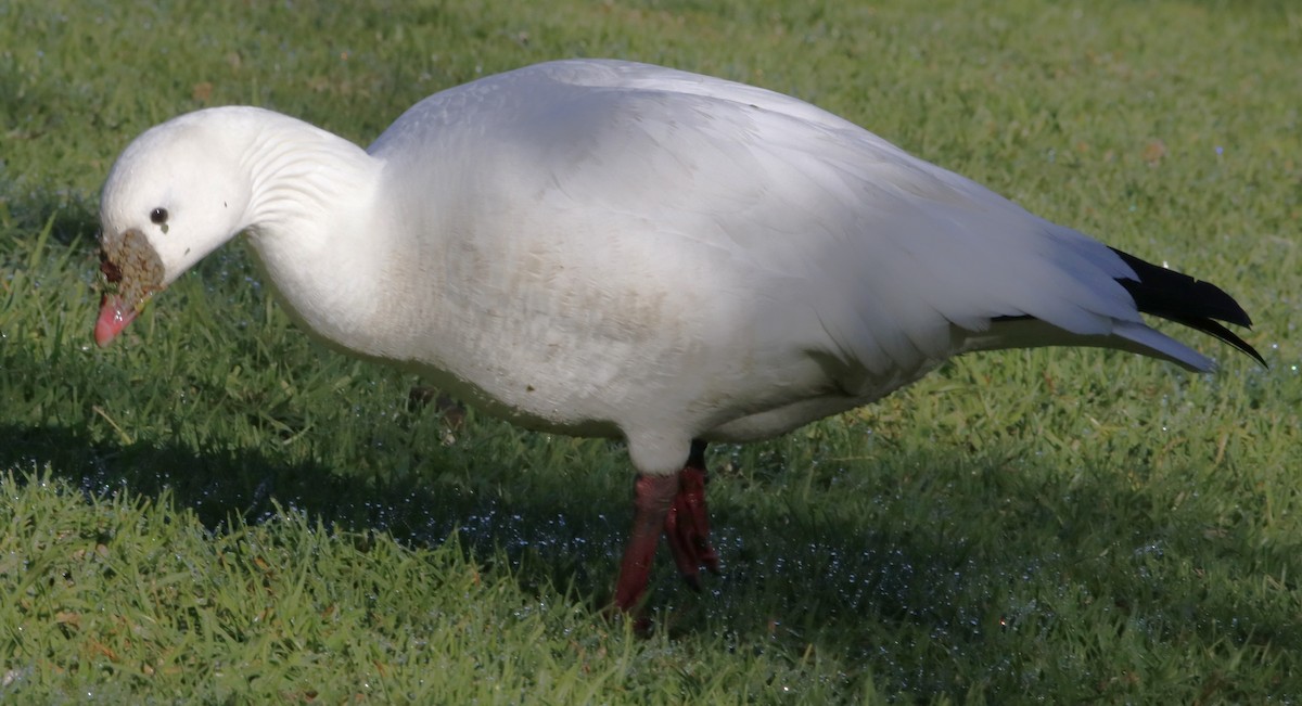 Ross's Goose - ML612366351