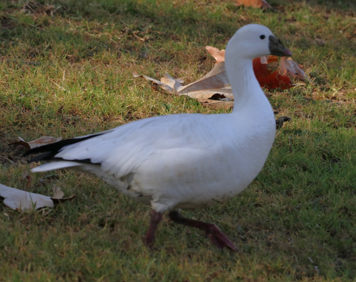 Ross's Goose - ML612366352