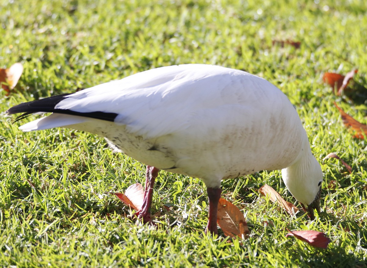 Ross's Goose - ML612366353