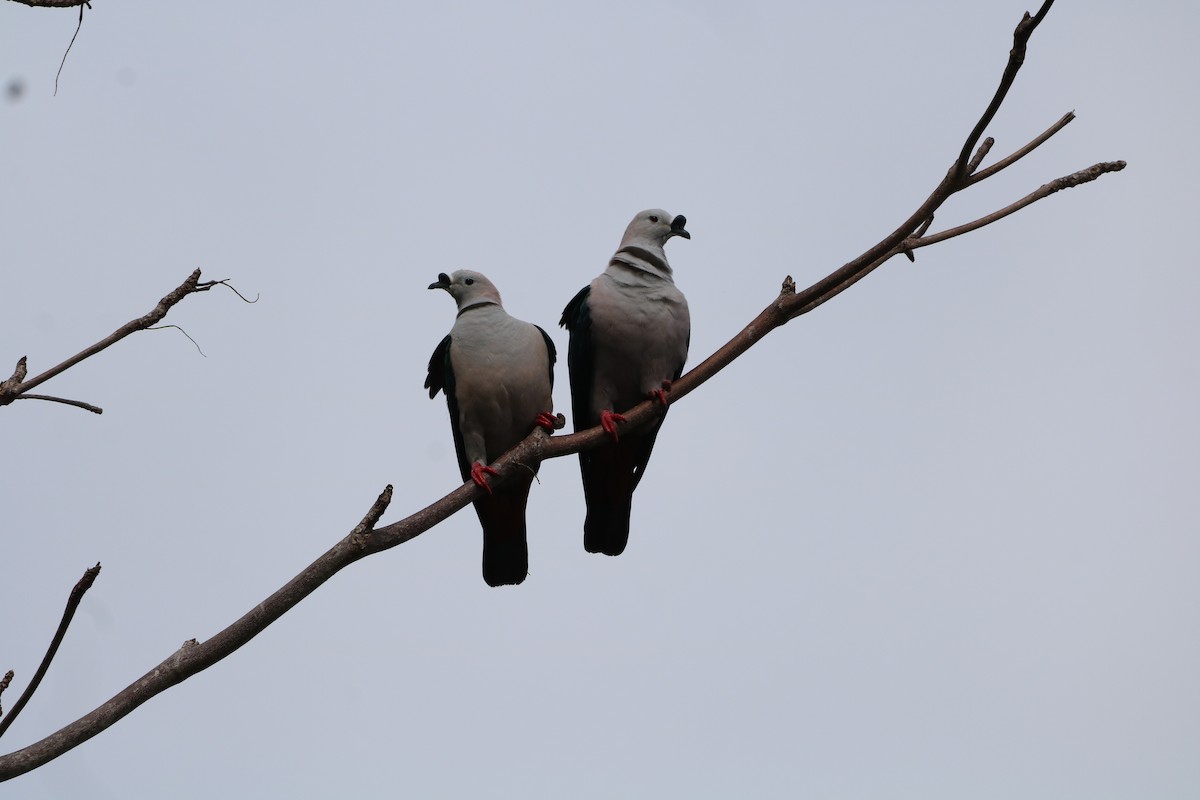 Spice Imperial-Pigeon - ML612366357