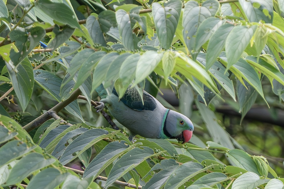 Malabar Yeşil Papağanı - ML612366363