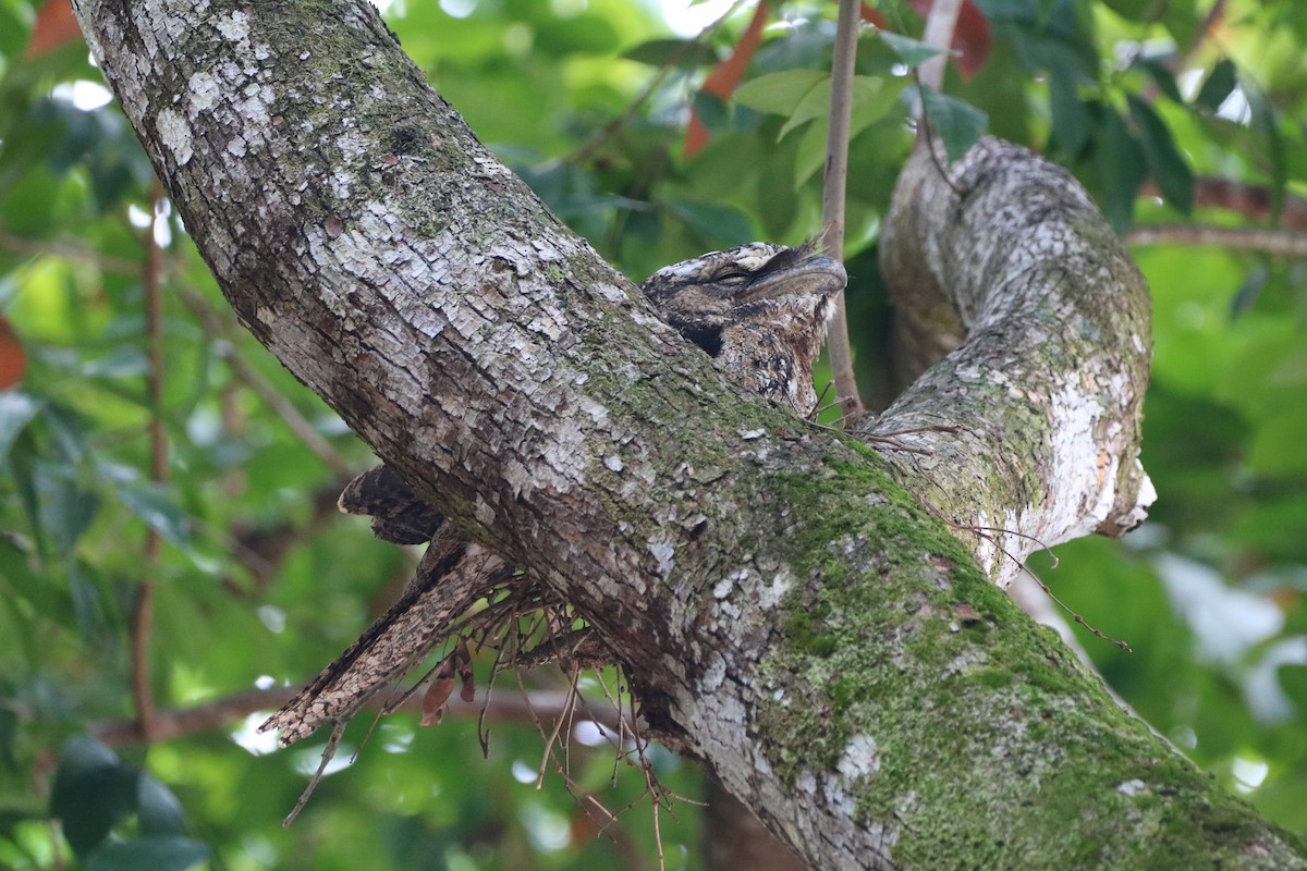 Papuan Frogmouth - ML612366413