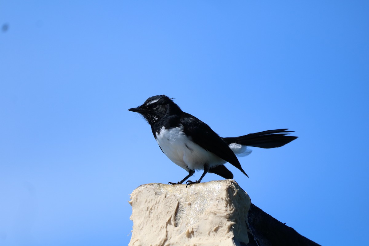 Willie-wagtail - ML612366422