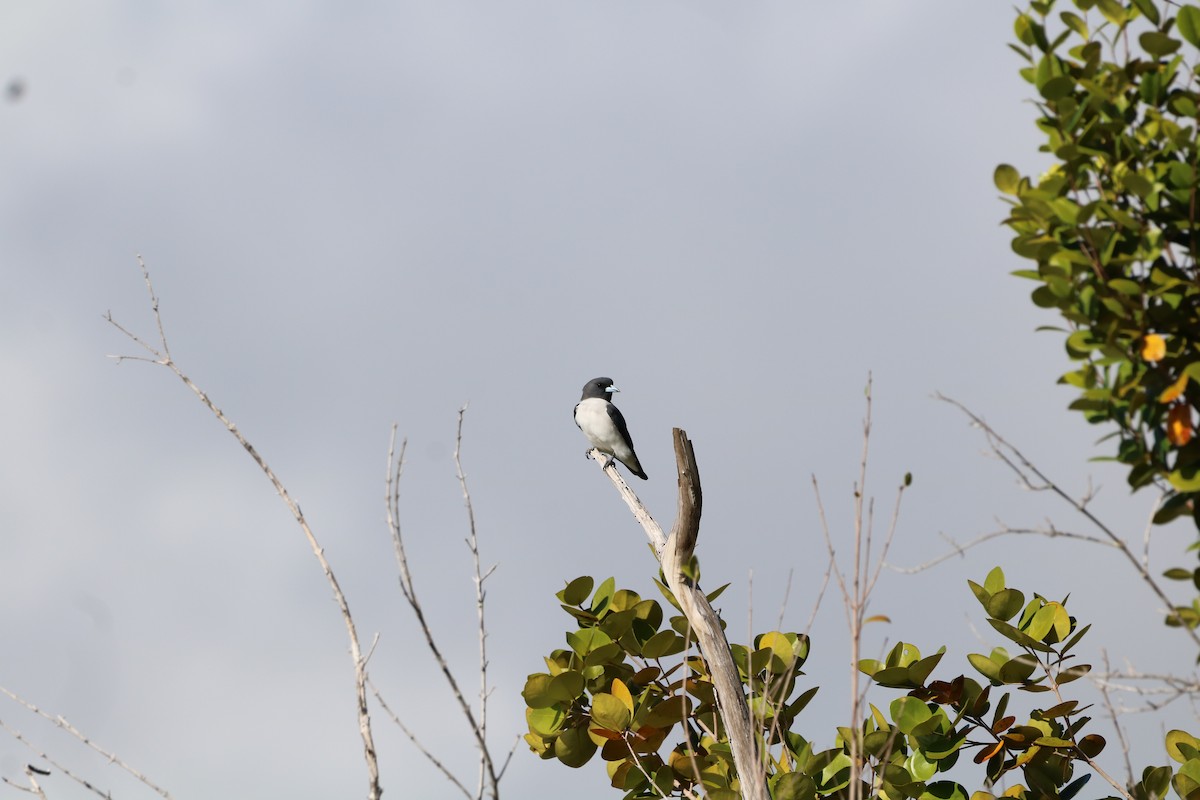 White-breasted Woodswallow - ML612366455
