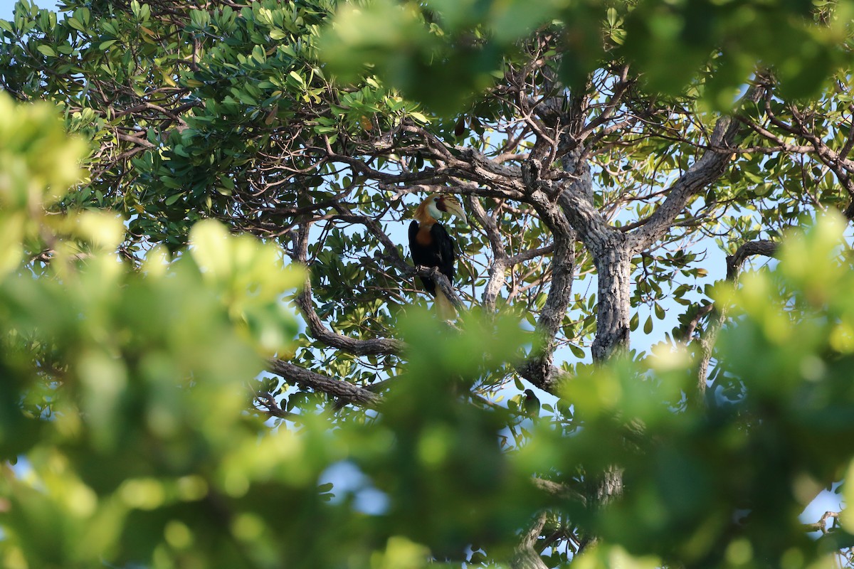 Blyth's Hornbill - ML612366459