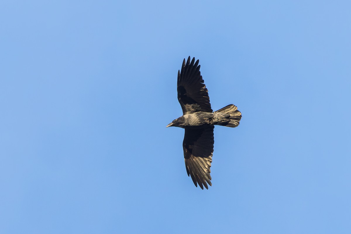 Chihuahuan Raven - Mike Andersen