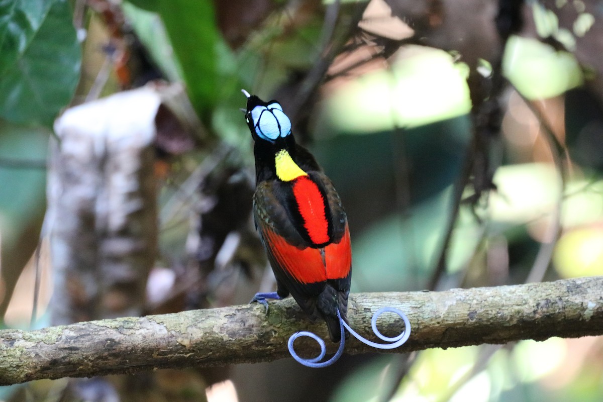 Wilson's Bird-of-Paradise - ML612366478