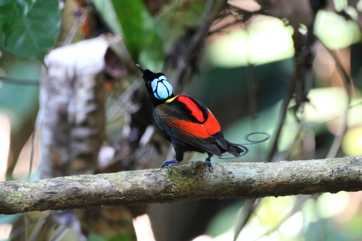 Wilson's Bird-of-Paradise - ML612366479