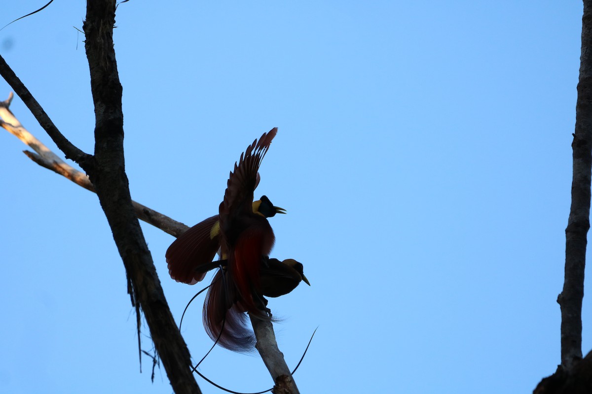 Red Bird-of-Paradise - ML612366486