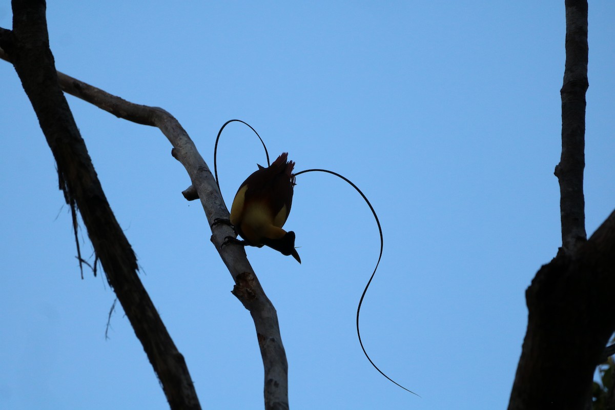 Red Bird-of-Paradise - ML612366487