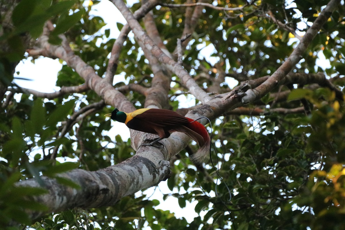 Red Bird-of-Paradise - ML612366488