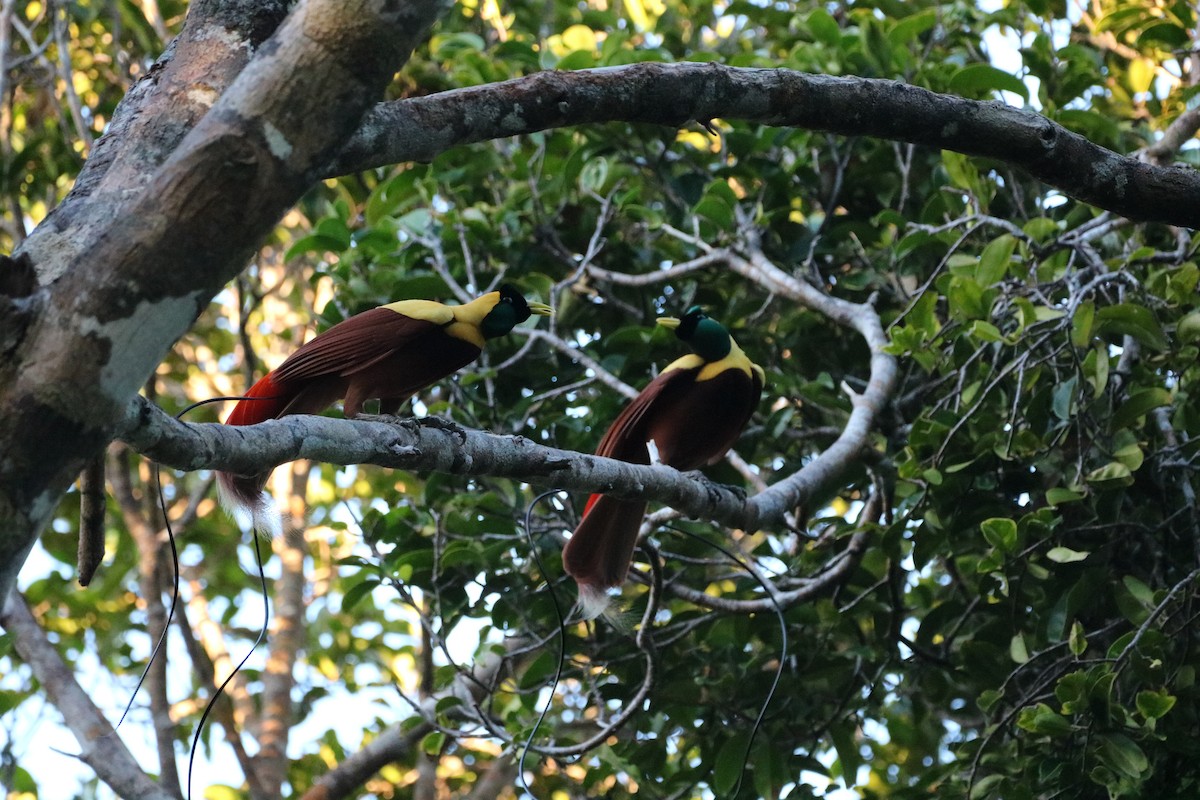 Red Bird-of-Paradise - ML612366489