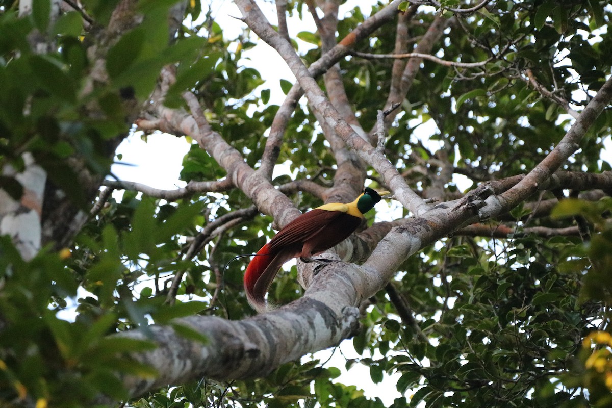 Red Bird-of-Paradise - ML612366490