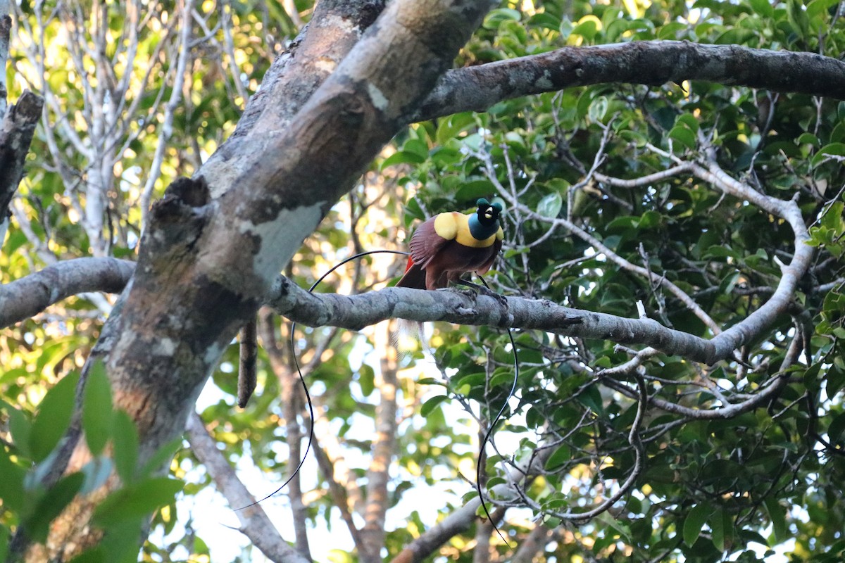 Red Bird-of-Paradise - ML612366491