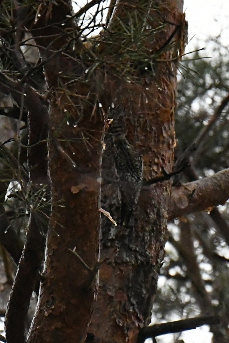 Yellow-bellied Sapsucker - ML612366627