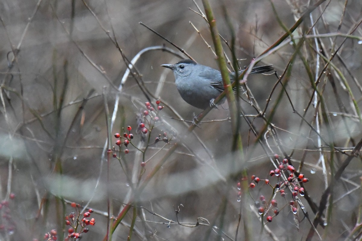 Gray Catbird - ML612366635
