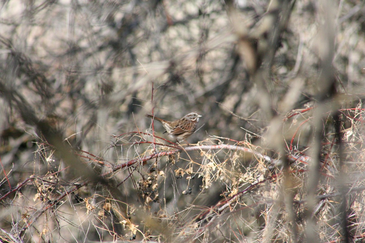 Song Sparrow - ML612366676