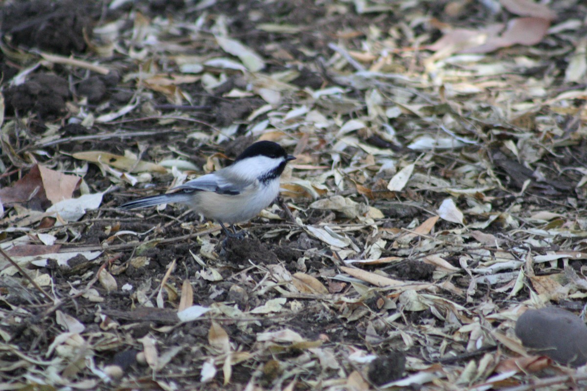 Mésange à tête noire - ML612366677