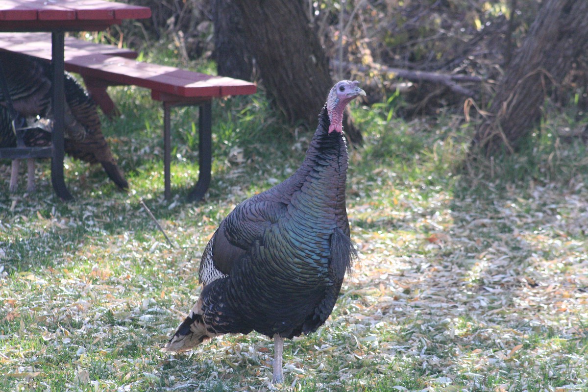Guajolote Gallipavo - ML612366678