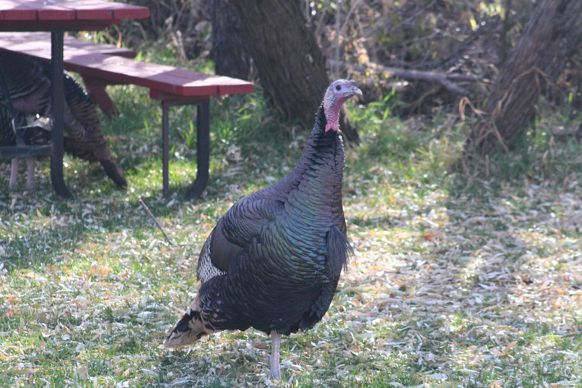 Wild Turkey - ML612366678