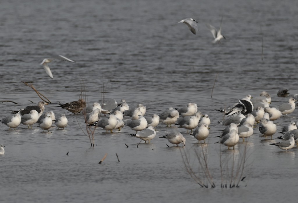 Gaviota Sombría - ML612366689