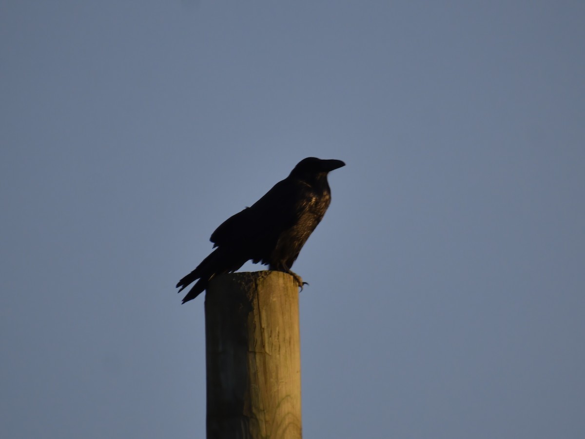 Common Raven - ML612366690