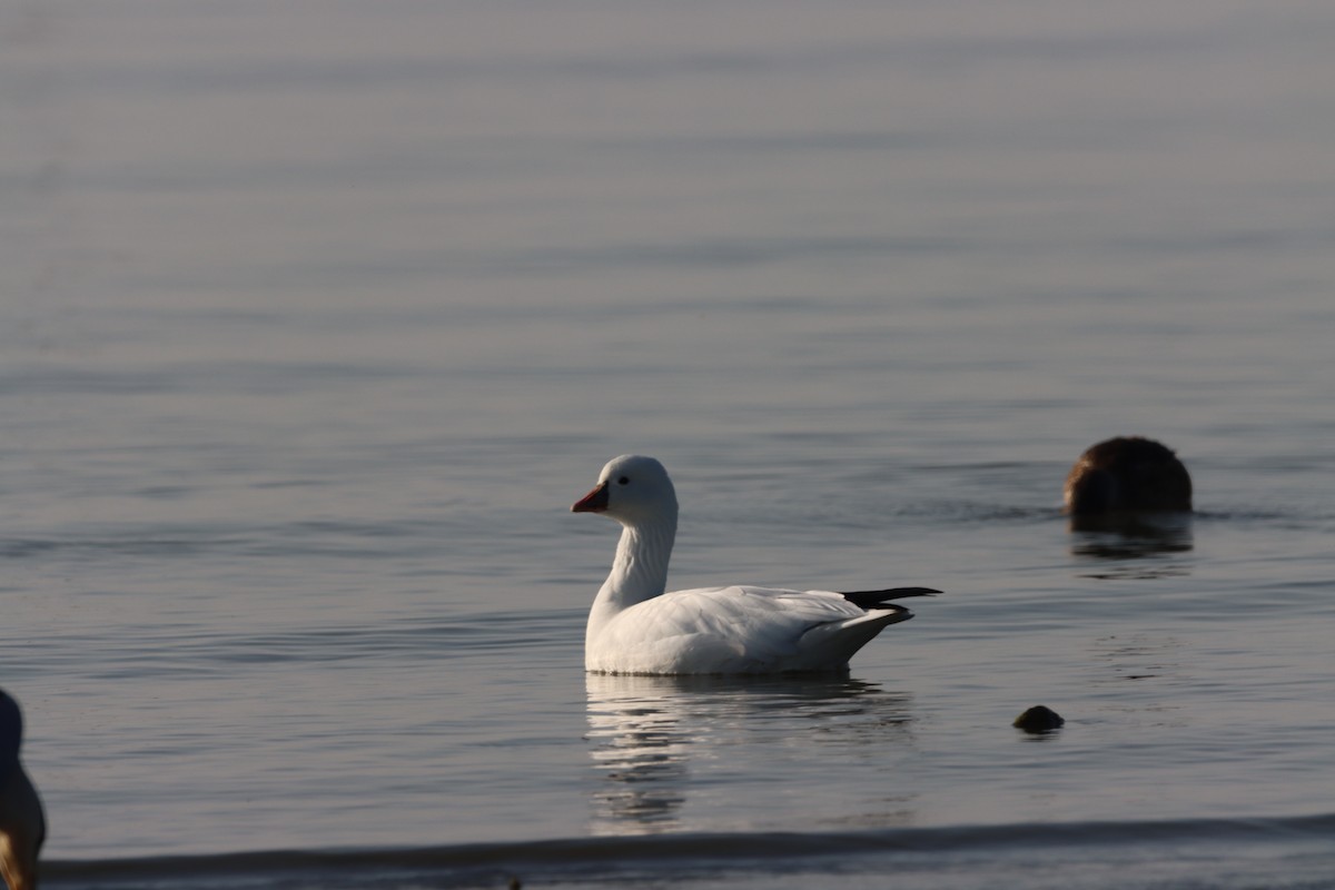 Ross's Goose - ML612366702