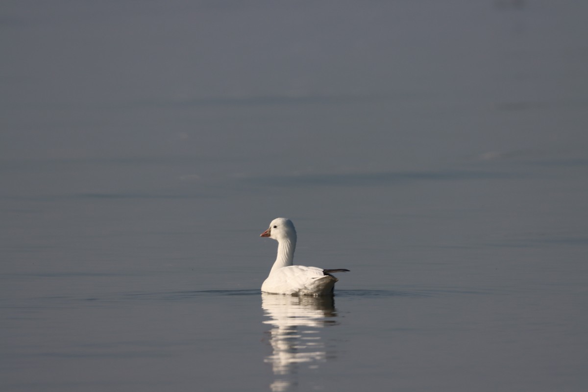 Ross's Goose - ML612366703