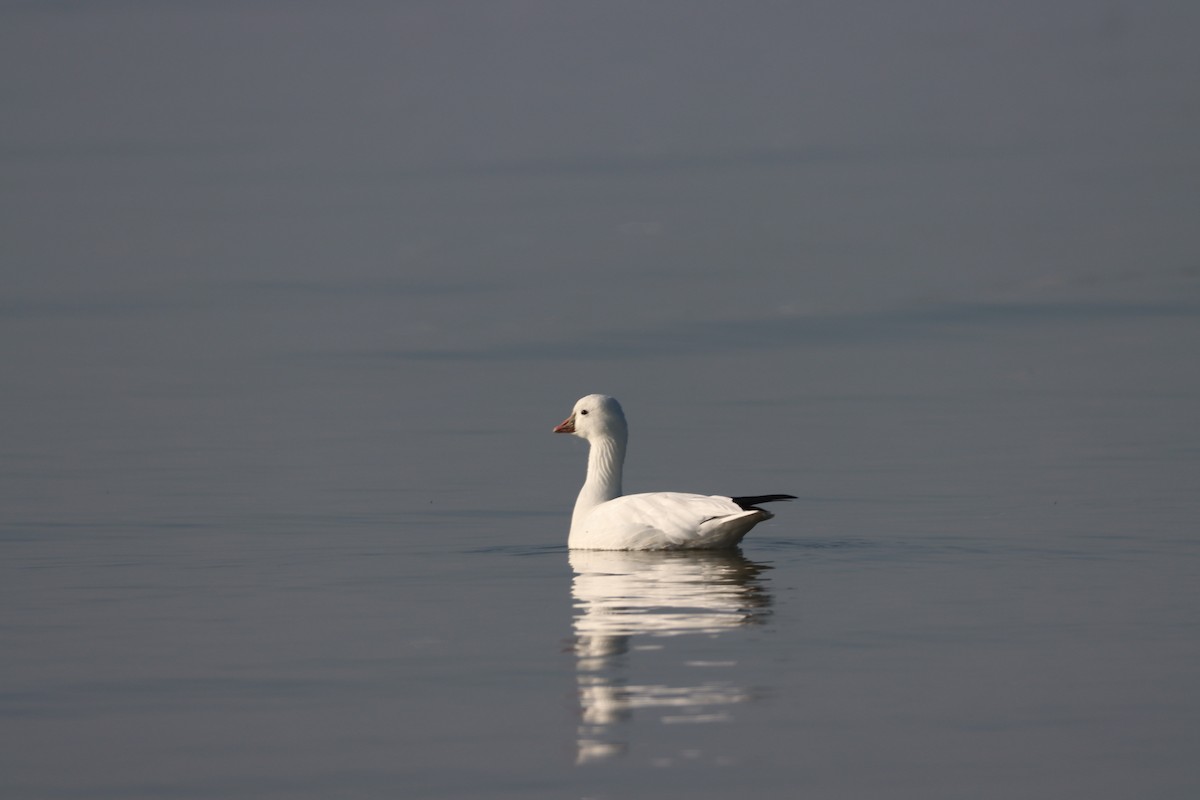 Ross's Goose - ML612366704