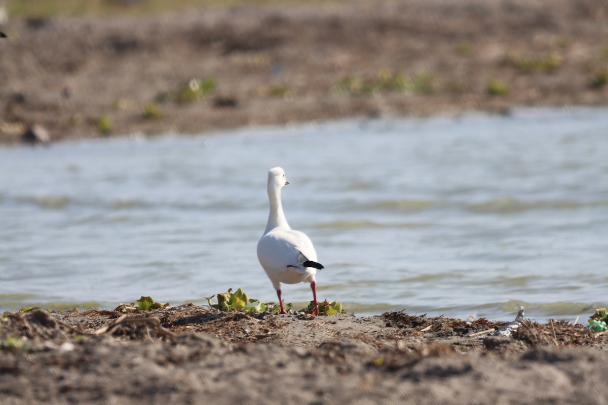 Ross's Goose - ML612366708