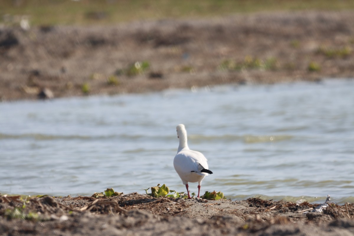 Ross's Goose - ML612366709