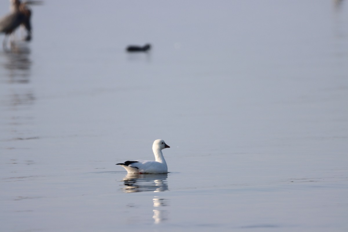 Ross's Goose - ML612366710