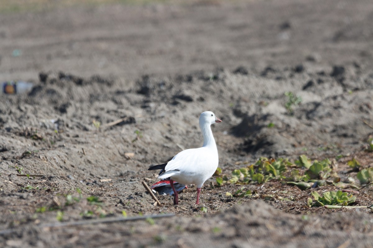 Ross's Goose - ML612366713